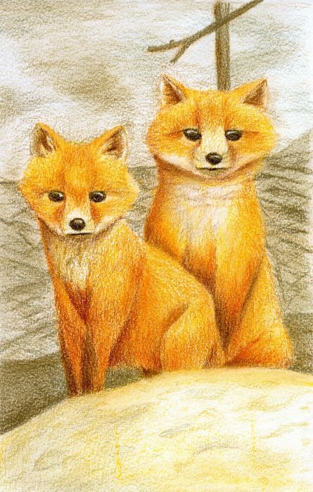 Two Golden Foxes by Amy Sue Stirland